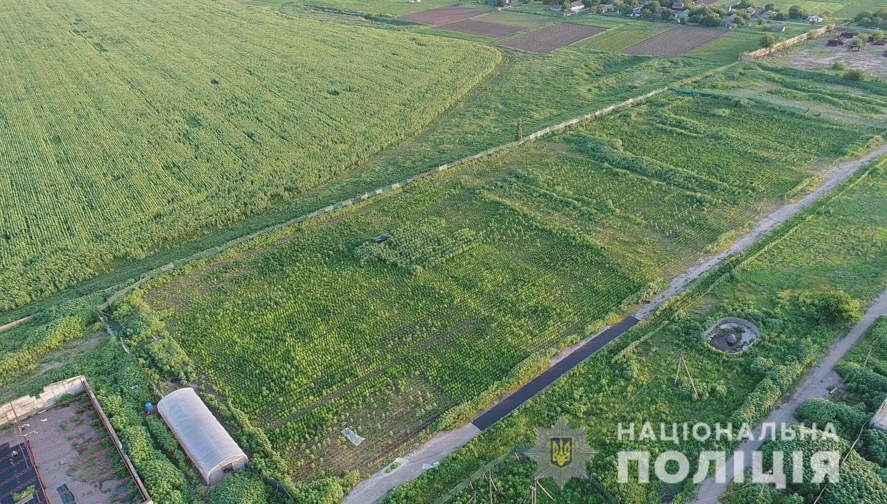 Злоумышленникам, которые вырастили наркоплантацию на Херсонщине, грозит до 12 лет тюрьмы