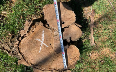 На Херсонщине вырубили деревьев на 4 млн грн ущерба: в служебной халатности подозревают работников леса